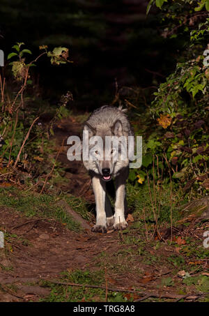 Un solitario Timber Wolf o lobo gris Canis lupus de pie sobre un acantilado rocoso en un día de otoño en Canadá Foto de stock