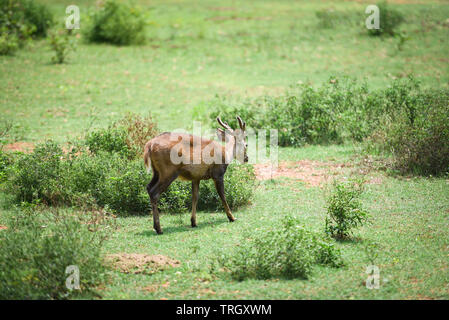 Ciervo de ELD, Thamin, fronto-antlered ciervos en la pradera verde en el parque nacional Foto de stock