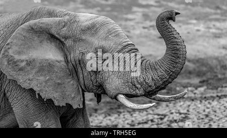 Un estudio de la cabeza y los hombros de un elefante solitario (Loxodonta africana) olfateando el aire en el Parque Nacional de Elefantes Addo, provincia de Eastern Cape, Sudáfrica Foto de stock