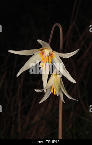 Oregon Fawn Lily, Erythronium oregonum Foto de stock