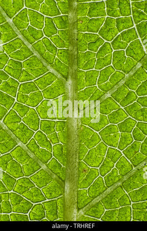 Venas de hojas de plantas, hojas de salvia Foto de stock