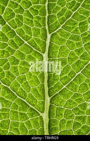 Venas de hojas de plantas, hojas de salvia Foto de stock
