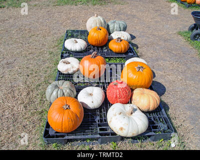 Diferentes variedades de calabazas para venta en un Halloween pumpkin patch en Corpus Christi, Texas, Estados Unidos.