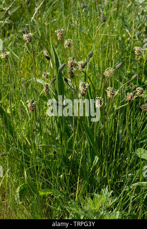 Una floración narrowleaf ribwort o plátano, Plantago lanceolata, la floración en un descampado en primavera, Berkshire, Mayo