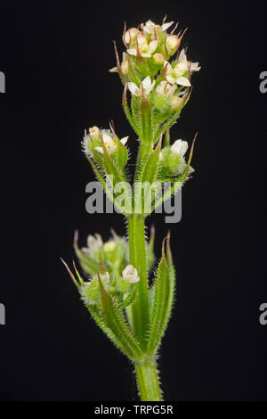 Cleavers, bedstraw, goosegrass, Galium aparine stickyweed,, con forma de estrella, de flores blancas sobre malezas herbáceos anuales, Berkshire, Mayo, Foto de stock
