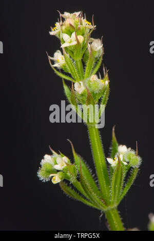 Cleavers, bedstraw, goosegrass, Galium aparine stickyweed,, con forma de estrella, de flores blancas sobre malezas herbáceos anuales, Berkshire, Mayo, Foto de stock