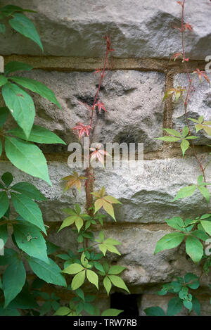 Parthenocissus quinquefolia trepadora Foto de stock