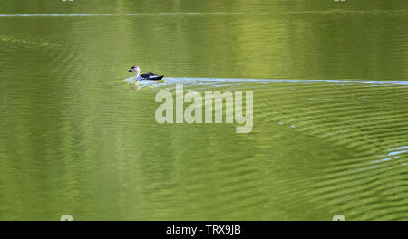 Indian Spot-facturó el pato, Anas Poecilorhyncha Hirekolale, en el lago de Karnataka Foto de stock
