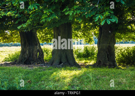 Tres árboles de castaña de caballo (Aesculus hippocastanum) en un campo en una temprana mañana de verano. Foto de stock