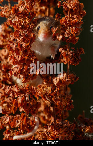El ratón de campo o de madera (Apodemus sylvaticus) Foto de stock