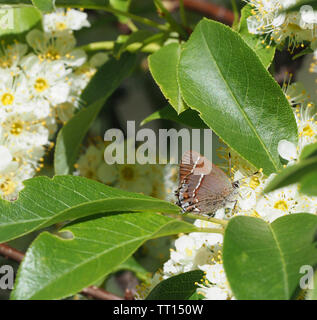 Siva Juniper Hairstreak
