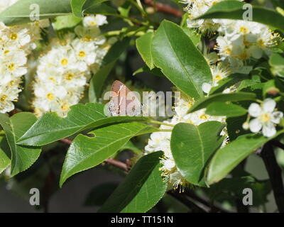 Siva Juniper Hairstreak