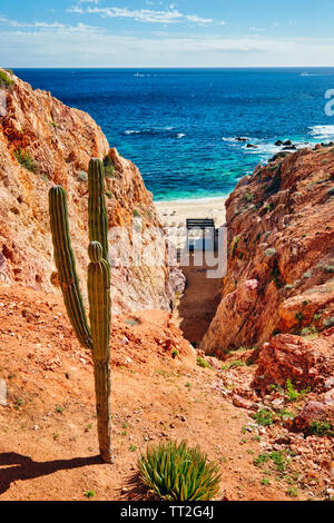 Un alto ángulo de visualización de una playa con un cactus, Cabo San Lucas, Baja California Sur, México Foto de stock