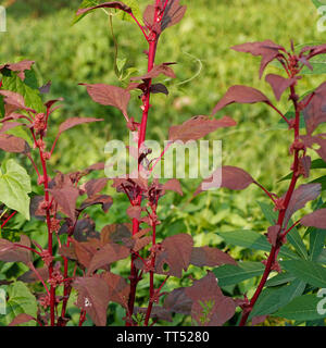 Espinaca roja con semillas y flor Foto de stock
