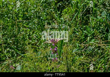 Tigre Mariposa, especie o Mahaon Papilio sobre un nuevo wildflower, la montaña Vitosha, Bulgaria Foto de stock