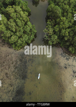 Hombre kayak en el bosque de manglar