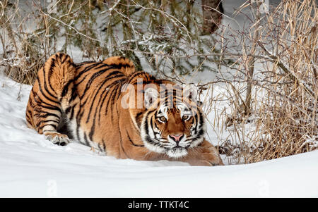 El tigre es el más grande de los grandes felinos y puede ser de 11 pies y hasta 670 libras. Este es un Siberian es el más grande de los grandes felinos. Foto de stock