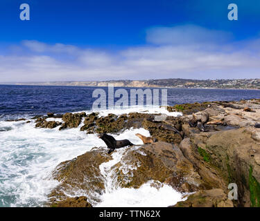 Los leones de mar, La Jolla, Sandiego, California