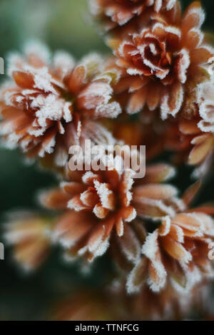 Close-up de congelados flores al aire libre
