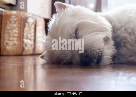 Macho adulto de West Highland White Terrier (westie) perro tumbado de lado y durmiendo en el suelo Foto de stock