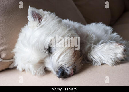Macho adulto de West Highland White Terrier (westie) perro durmiendo en un sofá Foto de stock