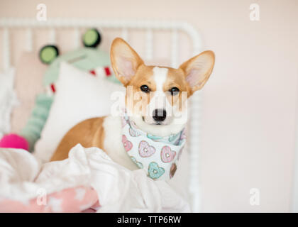 corgi bandana