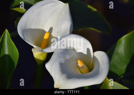 Calla lily growing field calla lily fotografías e imágenes de alta  resolución - Alamy