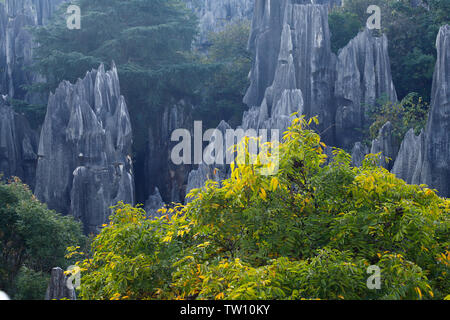 El bosque de piedras del paisaje en Yunnan. Esta es una de formaciones de piedra caliza situada en la zona de Karst de Shilin, Yunnan, China Foto de stock