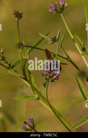 Xylocopa violacea, abeja de carpintero violeta en la flor bituminaria bituminosa