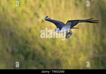 El águila pescadora (Pandion haliaetus) volando con las alas abiertas y un pez a medida que se aproxima al nido con crías jóvenes/joven esperando Foto de stock