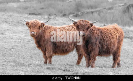 Shaggy highland ganado, Escocia Foto de stock