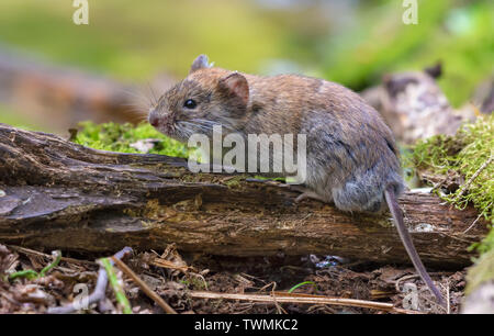 Vole posando en antiguo banco deadwood sucursal en bosque de verano Vole posando en antiguo banco deadwood sucursal en bosque de verano