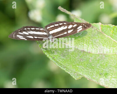 Marinero común Butterfly (Neptis hilas) Foto de stock