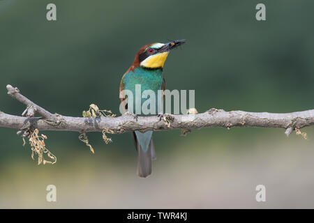 Bee eater mata a una avispa (Merops apiaster)