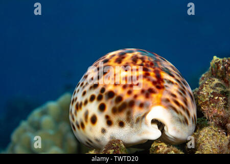 El tigre cowry, Cypraea tigris, es una de las mayores y más comunes cowries en Hawai.