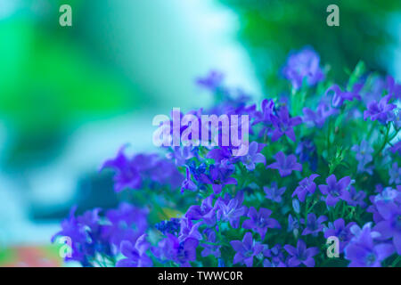 Hermosas flores azules de browallia speciosa sobre fondo difuminado.