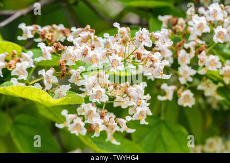 Cierre Catalpa bignonioides florecientes árboles con flores blancas Foto de stock