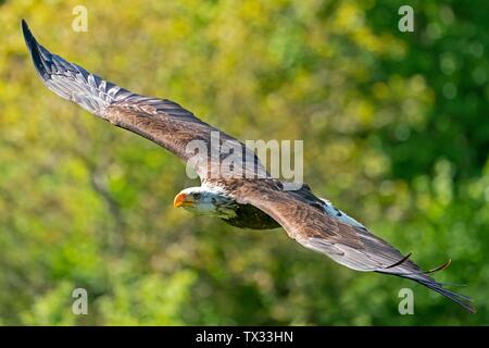 El águila calva (Haliaeetus leucocephalus) volando, Alemania Foto de stock