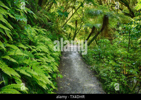 Nueva Zelanda, Isla del Sur, la Región de Otago, Catlins Forest Park, el Matai cae a pie, ruta de senderismo Foto de stock