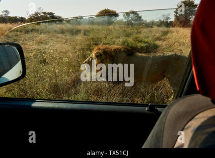 África, Botswana, Ihaha, el Parque Nacional Chobe, león macho caminando cerca del coche Foto de stock