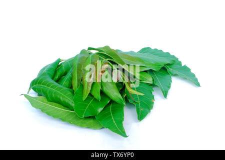 Las hojas de Neem se utiliza en la agricultura para ayudar a eliminar los insectos.(con trazado de recorte). Foto de stock