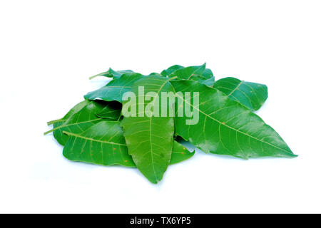 Las hojas de Neem se utiliza en la agricultura para ayudar a eliminar los insectos.(con trazado de recorte). Foto de stock