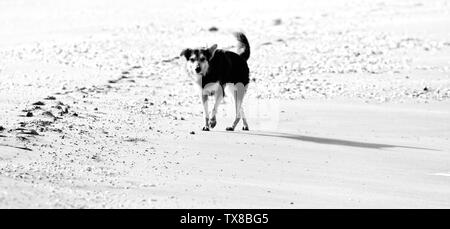 Increíble Perseguir Atar Los perros callejeros en las playas de Goa y Kerala. Shaggy abigarrado  animal. El perro fiel mira potencial sostén y propietario Fotografía de  stock - Alamy