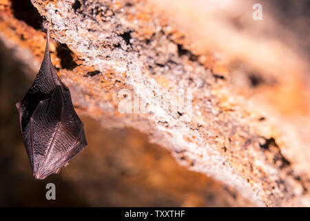 Cerrar pequeños dormir cubierto por las alas de murciélago de herradura, colgado boca abajo en la parte superior de la cueva natural de roca fría mientras hibernando. Fauna creativa
