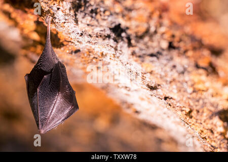Cerrar pequeños dormir cubierto por las alas de murciélago de herradura, colgado boca abajo en la parte superior de la cueva natural de roca fría mientras hibernando. Fauna creativa