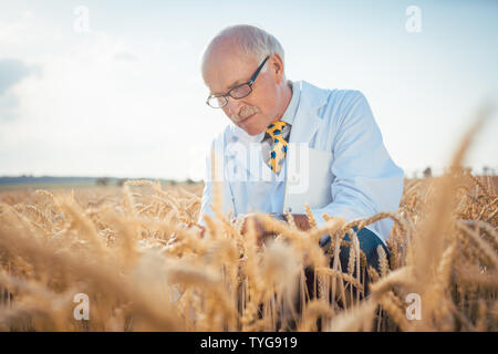 Científico agrícola buscando calidad de nuevas semillas Foto de stock
