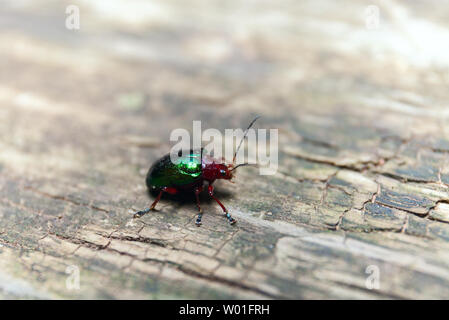 Escarabajo verde metálico en un banco de madera. Macro shot. La profundidad de campo selectiva