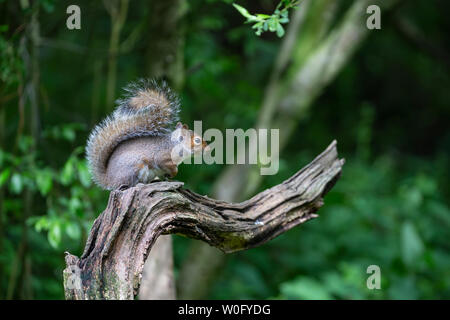 Oriental ardilla gris o gris de la ardilla Sciurus carolinensis apoyado sobre una rama de árbol curvada atractiva en el perfil mostrando su larga cola muy tupida Foto de stock