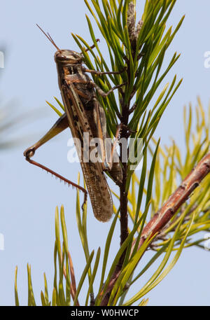 American Bird grasshopper (Schistocerca americana) en un pino Foto de stock