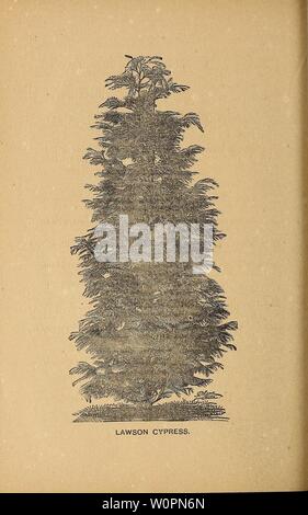 Imagen de archivo de la página 95 del catálogo descriptivo de fruta, sombra,. Catálogo Descriptivo de fruta, sombra y árboles ornamentales, rosas, arbustos, plantas, etc. descriptivecatal1889ranc Año: 1889
